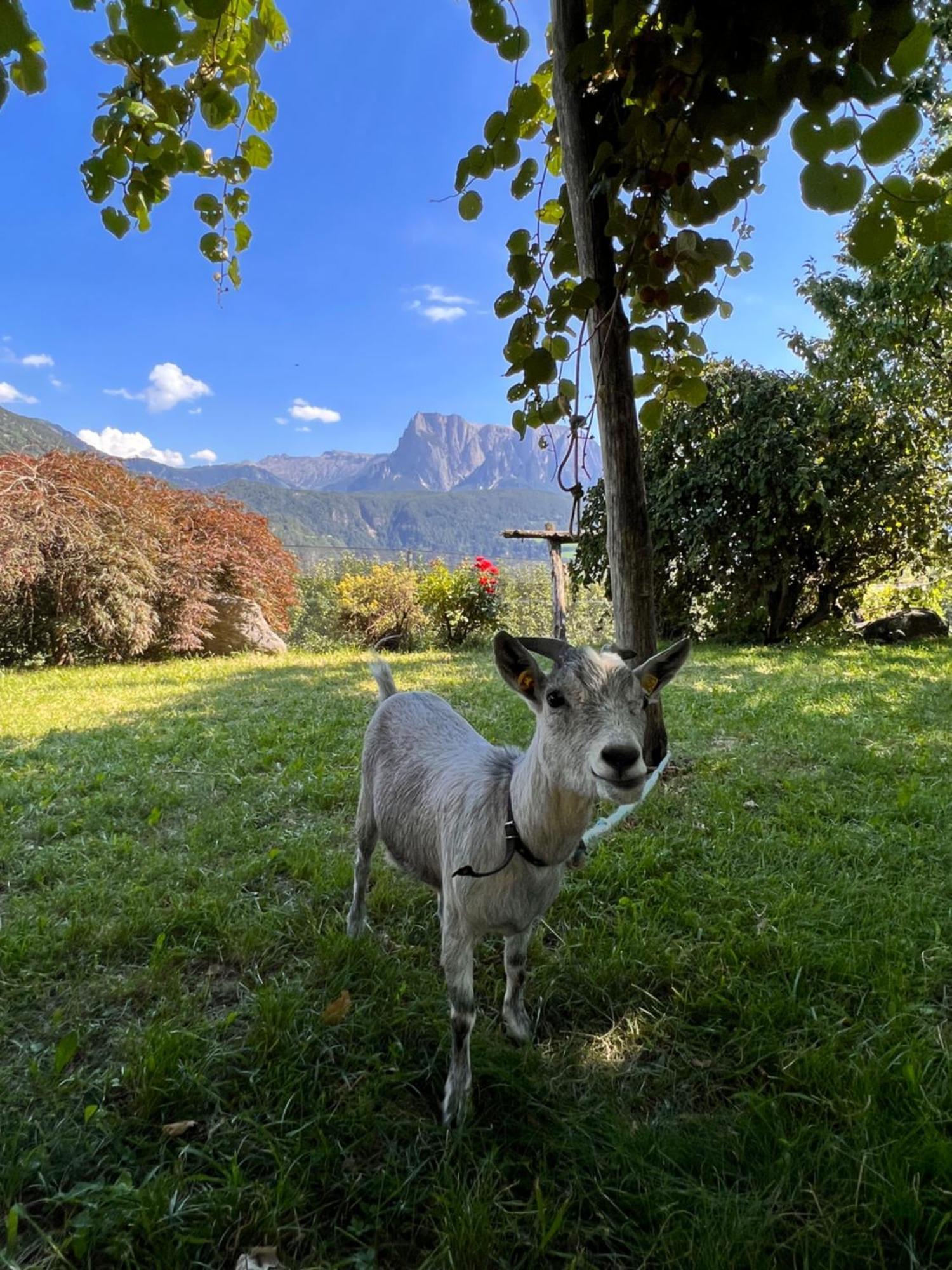Gasserhof Barbiano  Luaran gambar